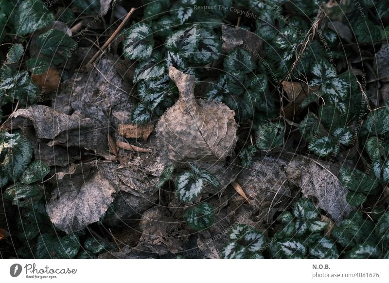 Rotting leaves Decompose rots Old Subdued colour Close-up Exterior shot Deserted Colour photo Decline Transience foliage Nature Change