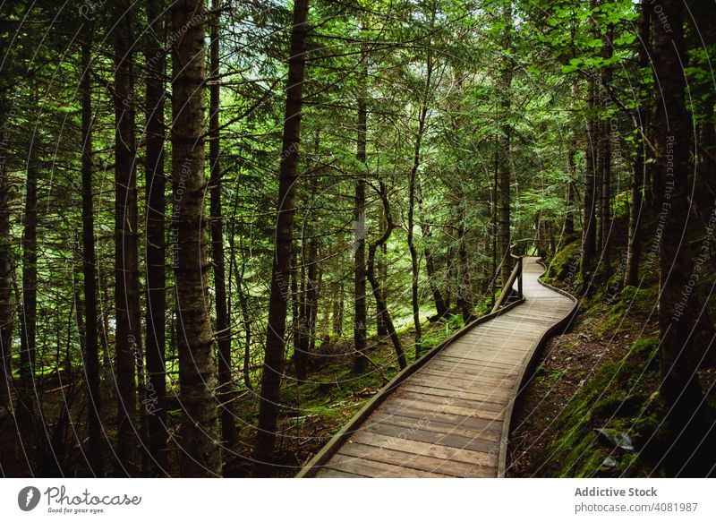 Wooden path in forest trees green tranquil nature landscape environment foliage scenic narrow wooden lumber timber plant sunny daytime grove lush way route