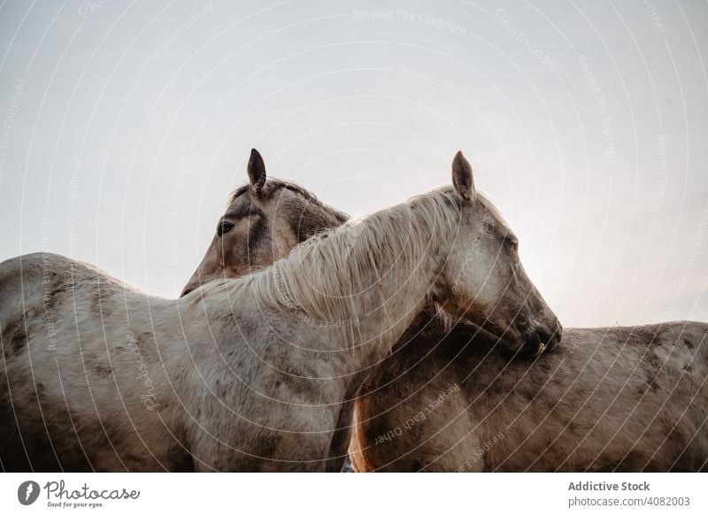 Funny horses on meadow pasturing funny field tree hill cloudy sky mountain beautiful mammal animal equine mane mare breed pony domestic head heaven stable farm