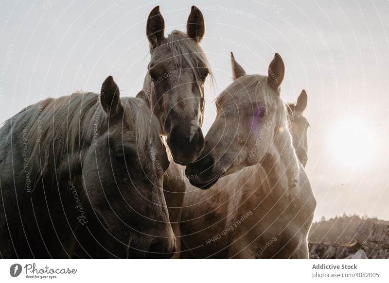 Funny horses on meadow pasturing funny field tree hill cloudy sky mountain beautiful mammal animal equine mane mare breed pony domestic head heaven stable farm