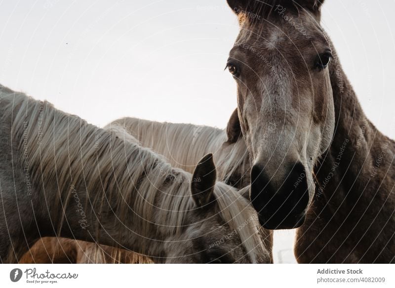 Funny horses on meadow pasturing funny field tree hill cloudy sky mountain beautiful mammal animal equine mane mare breed pony domestic head heaven stable farm