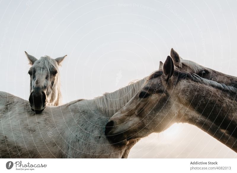 Funny horses on meadow pasturing funny field tree hill cloudy sky mountain beautiful mammal animal equine mane mare breed pony domestic head heaven stable farm