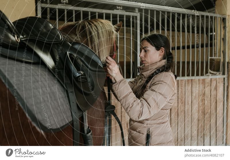 Woman putting saddle on horse woman stable ranch putting on preparation animal rider equestrian sport female helmet safety young stallion mare shed barn farm