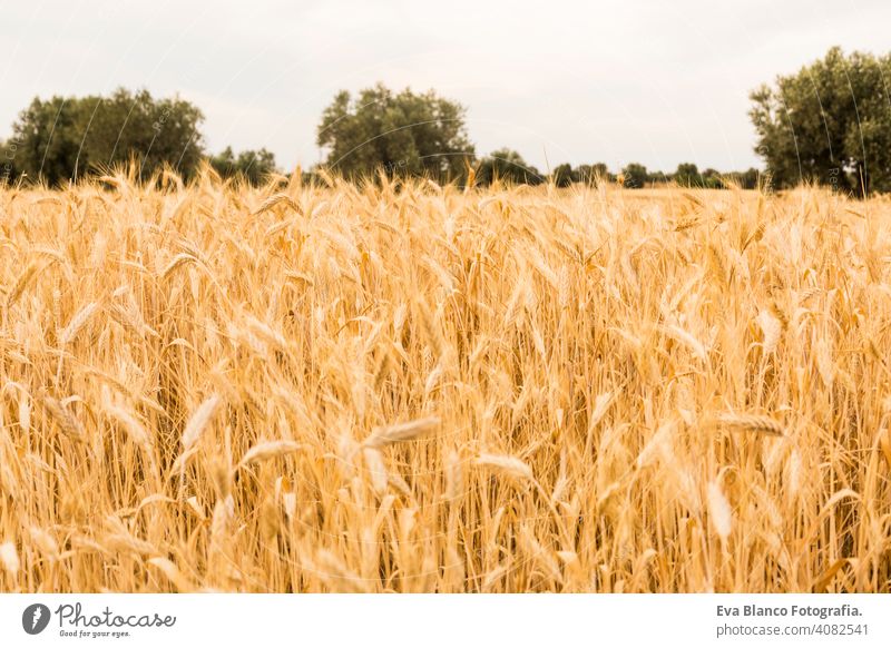 YELLOW WHEAT FIELD on summer. Ears ready for harvest. Blue sky and olive trees on the background yellow grain golden plant bread cereal field nature rural