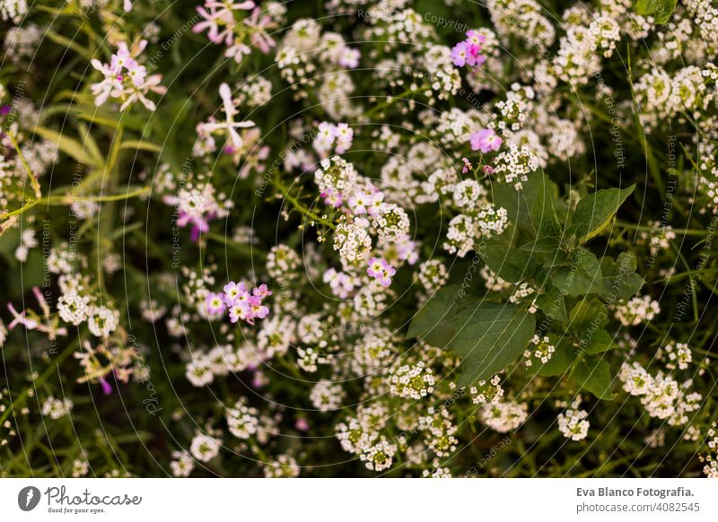 top view of a green and white plant with flowers. Spring or summer season. Nature meadow petal blooming flora bright grow sunshine park ground field wild flower