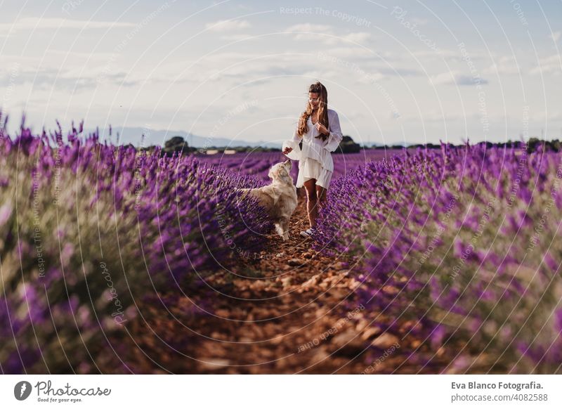 beautiful woman with her golden retriever dog in lavender fields at sunset. Pets outdoors and lifestyle. meadow beauty leisure freedom dress care smile summer