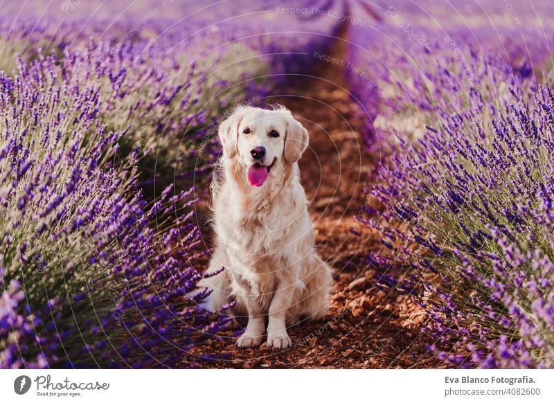 Adorable Golden Retriever dog in lavender field at sunset. Beautiful portrait of young dog. Pets outdoors and lifestyle purebred meadow outside cute nose head