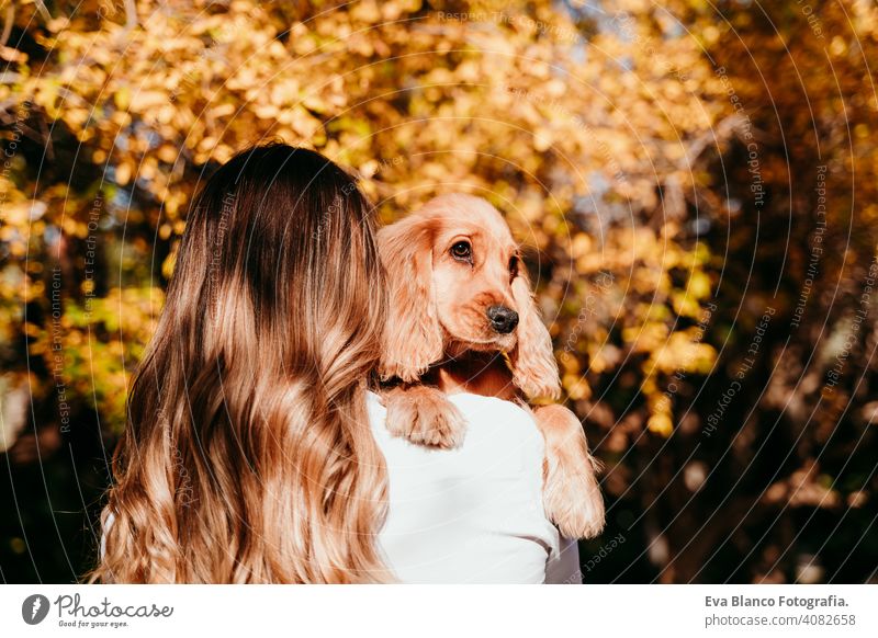 young woman and her cute puppy cocker spaniel dog outdoors in a park. Sunny weather, yellow leaves background pet sunny love hug smile back view kiss breed