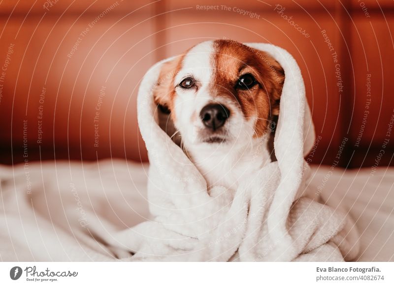 cute small jack russell dog resting on bed on a sunny day covered with a blanket sleeping tired eyes closed snout nobody enjoy lazy snore happy comfort