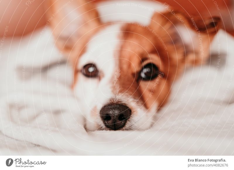 cute small jack russell dog resting on bed on a sunny day covered with a blanket sleeping tired eyes closed snout nobody enjoy lazy snore happy comfort