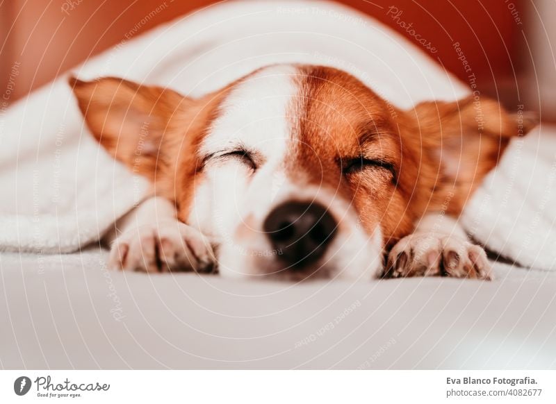 cute small jack russell dog resting on bed on a sunny day covered with a blanket sleeping tired eyes closed snout nobody enjoy lazy snore happy comfort