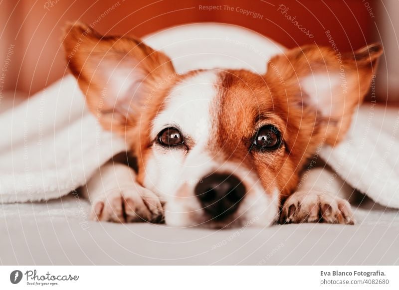 cute small jack russell dog resting on bed on a sunny day covered with a blanket sleeping tired eyes closed snout nobody enjoy lazy snore happy comfort