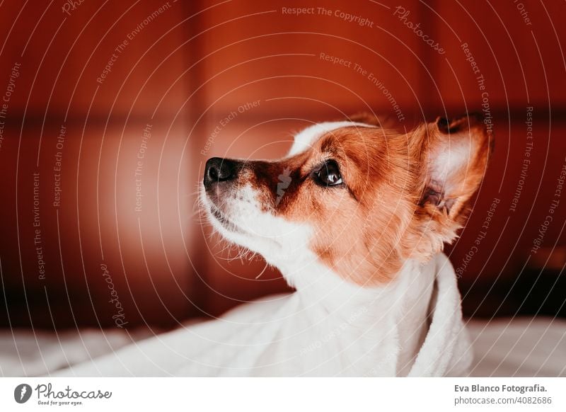 cute small jack russell dog resting on bed on a sunny day covered with a blanket sleeping tired eyes closed snout nobody enjoy lazy snore happy comfort