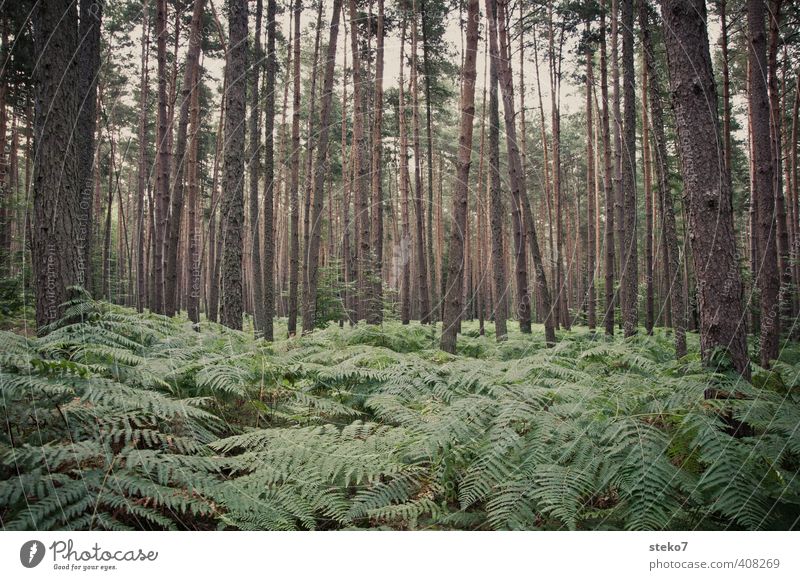 No way Nature Summer Fern Forest Natural Gray Green Tree trunk Wilderness Lost Disorientated Subdued colour Exterior shot Deserted