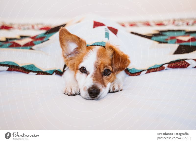 cute jack russell dog covered with ethnic blanket lying on bed at home. Lifestyle indoors pet daytime comfortable nobody colorful sofa couch small adorable rest