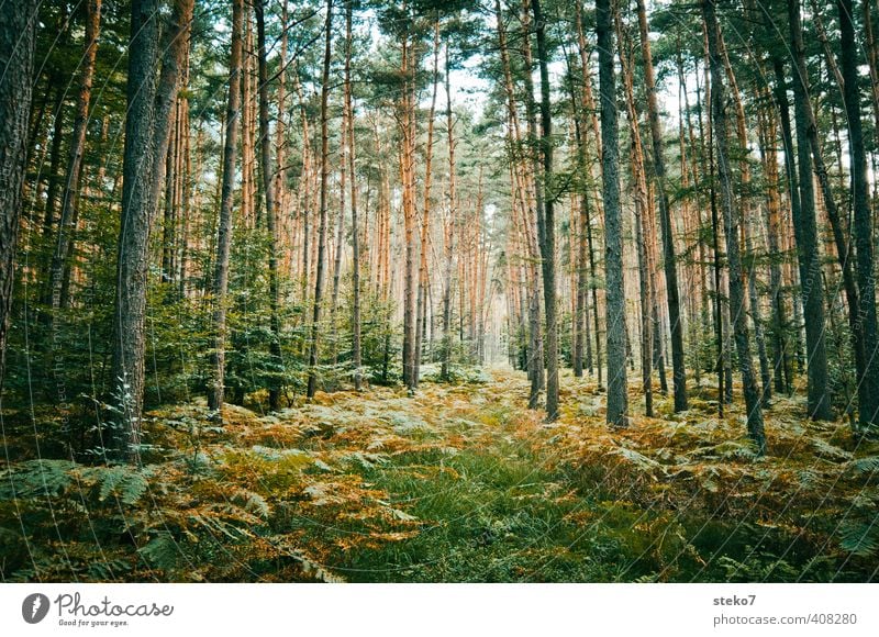 Way discussion Nature Fern Forest Natural Brown Green Pine Primordial Enchanted forest Forest path Colour photo Exterior shot Deserted