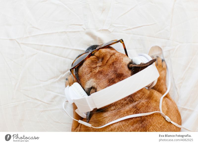 cute brown french bulldog sitting on the bed at home and looking at the camera. Funny dog listening to music on white headset. Pets indoors and lifestyle. Technology and music