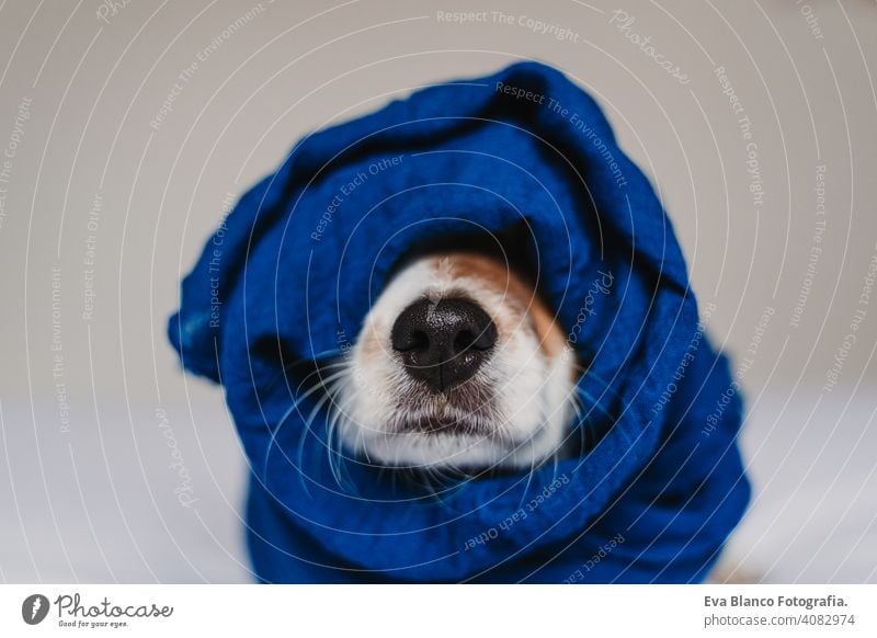 portrait of cute jack russell wrapped into a blue handkerchief classic blue scarf dog bed resting small lovely adorable relax fall white cover pet wake up