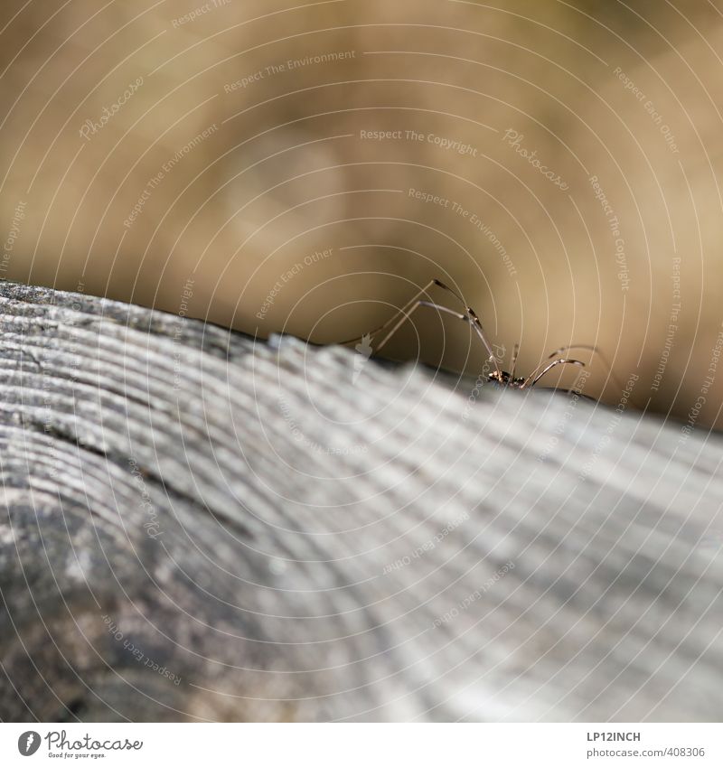 Spider(s) Animal 1 Wood Observe Wait Creepy Fear Horror Timidity Respect Hide Hunting Opportunity Colour photo Close-up Macro (Extreme close-up) Deserted