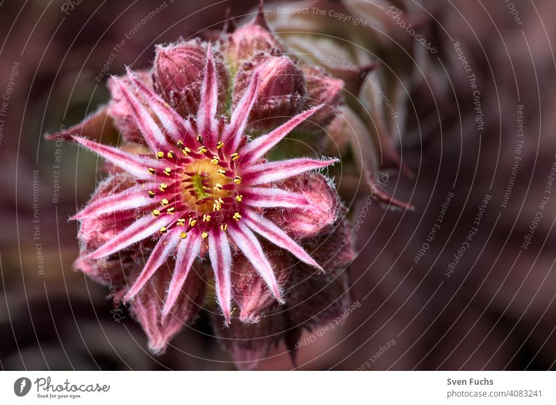 A rock plant in flower. Large-flowered houseleek (Sempervivum grandiflorum). sempervivum grandiflorum Blossom blossom Flower Rock garden Roof Root