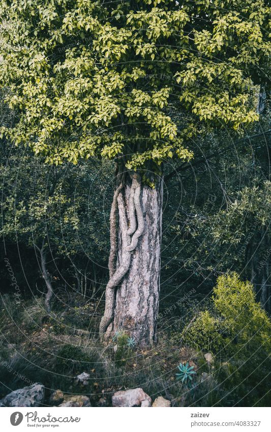 large root of a bush wrapping around the trunk of a mountain tree support spiral abstract big climber distorted exposed jungle textured timber vertical wood