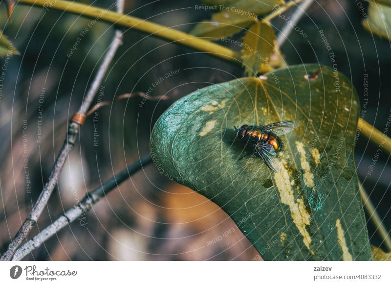 leave close up view of a smilax aspera with a fly Smilax aspera alternate delicate thorns climber flexible long sharp stem heart leaf wild heart shape detail