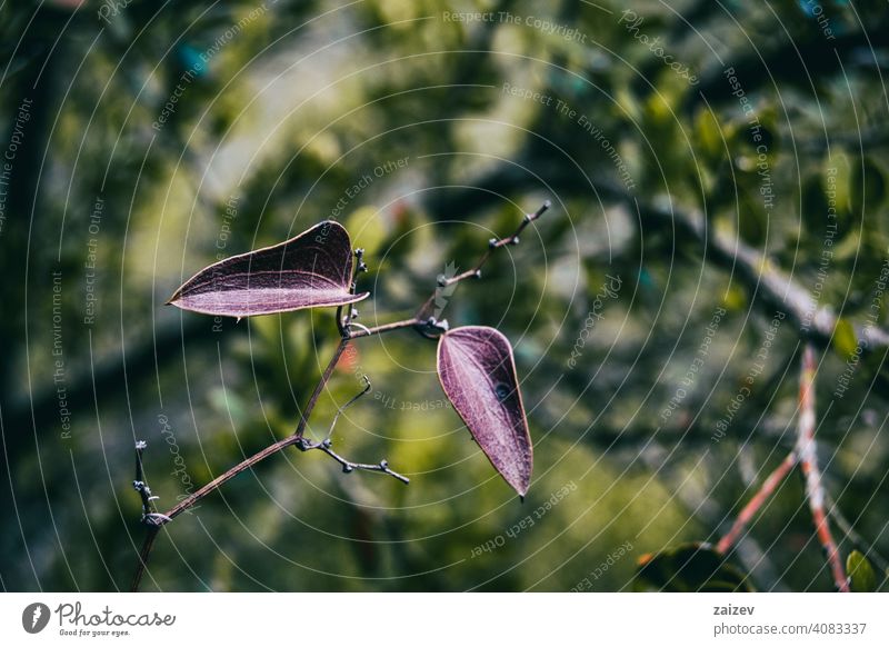 leave close up view of a smilax Smilax aspera alternate delicate thorns climber flexible long sharp stem heart leaf wild heart shape detail bokeh color foliage