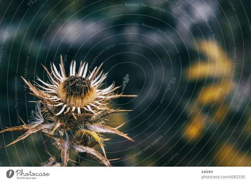 dried carlina flower in sepia color and dried on a mountain spine detailed tone alternative gold protected rosette lonely sunshine copyspace sharp herbal stem