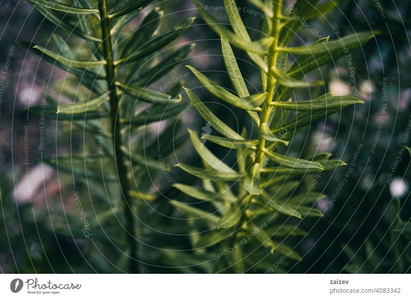 stalk of elongated leaves of daphne in a mountain Daphne gnidium outdoor closeup background beautiful bloom blooming blossom botanical exterior flora