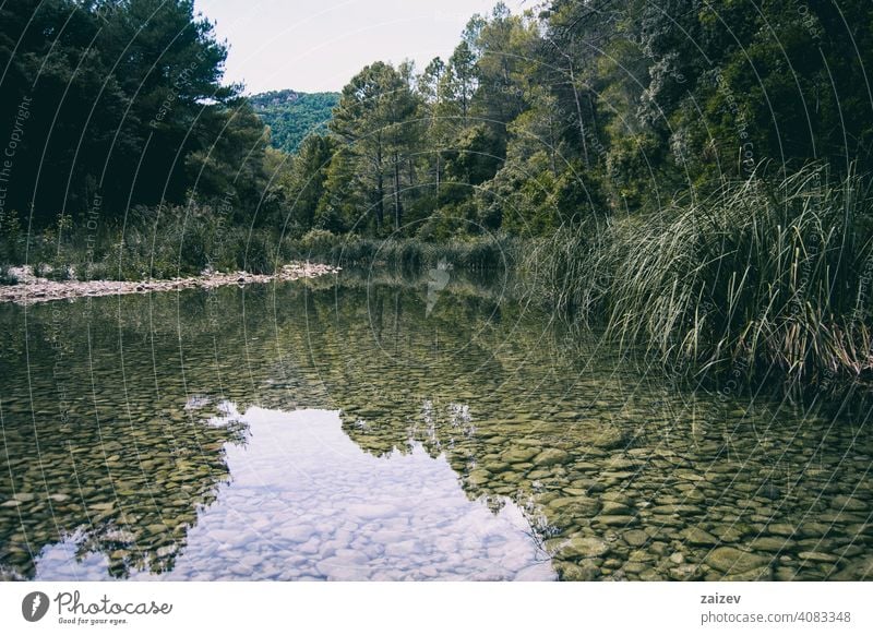 calm stream with many stones on the path diversity rippled serenity tranquility vivid balance equilibrium relaxation stability flow pebble flowing abstract wet