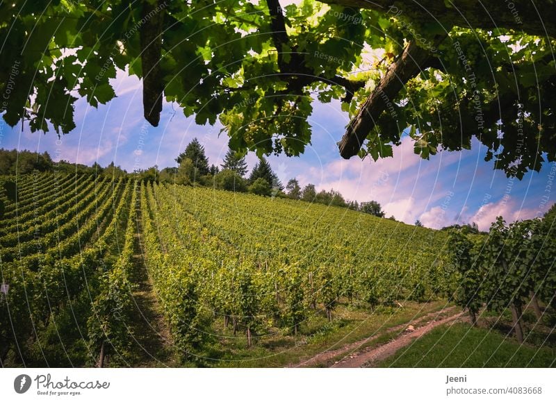 A short break along the hiking trail in the middle of the vineyard Vineyard Bunch of grapes Wine growing winemaking slope Winery Green Nature Harvest