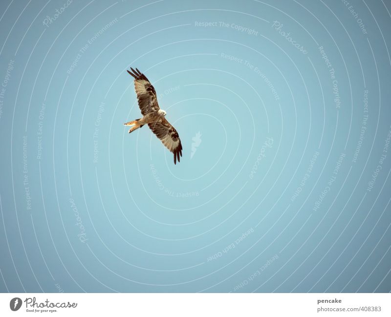 twelve noon Nature Animal Sky Summer Alps Wild animal Bird 1 Sign Esthetic Elegant Infinity Speed Kite Red kite adelegg Allgäu Upper Swabia Midday Prompt Circle