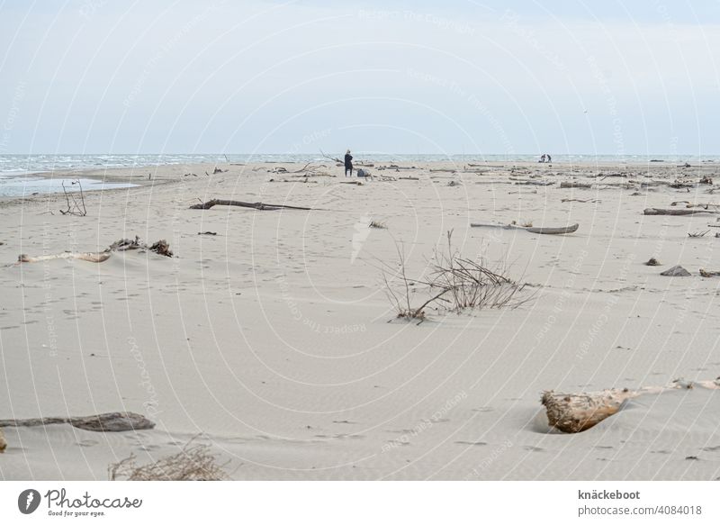 Mediterranean beach at the Rhône delta Ocean Water Beach Driftwood Nature coast Sand Wood Southern France