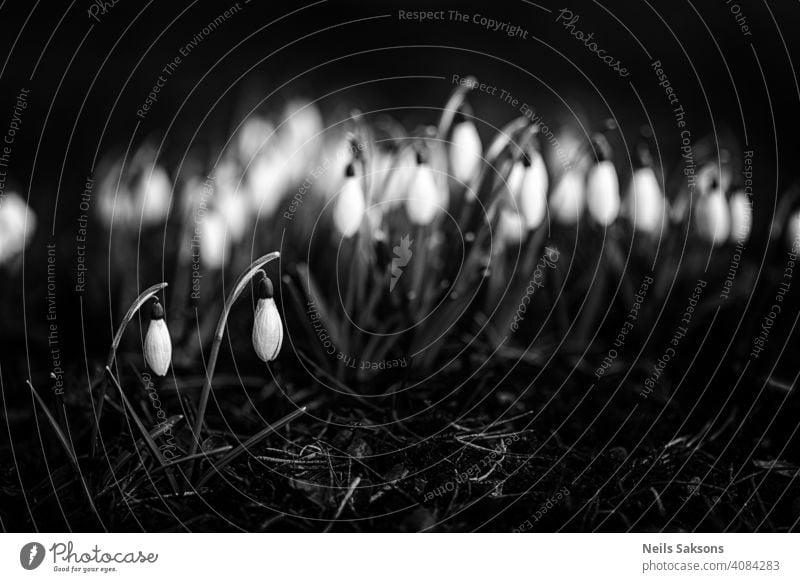 Close up of a snowdrops in a sunny day. bloom blossom botany bud bulb burgeon button close closeup clump cluster corolla detail detailed end exterior first