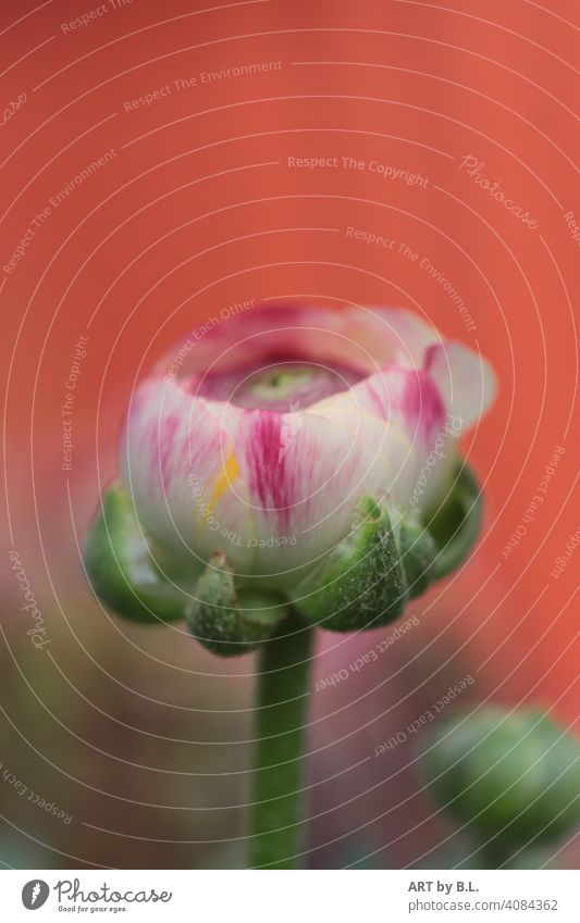 Ranunculus against plain background shortly before blooming First foremost Buttercup Flower blossoms Purity Pure spring colors purple White Green garden season