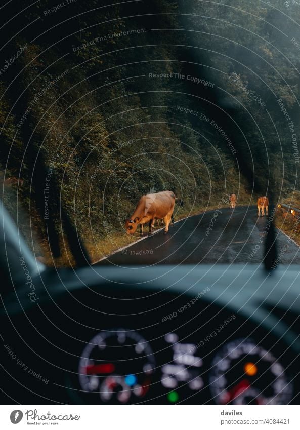 Brown cows in the middle of the road, in a rainy day, viewed from driver point of view brown car dashboard wet danger caution lights animal way asphalt dark