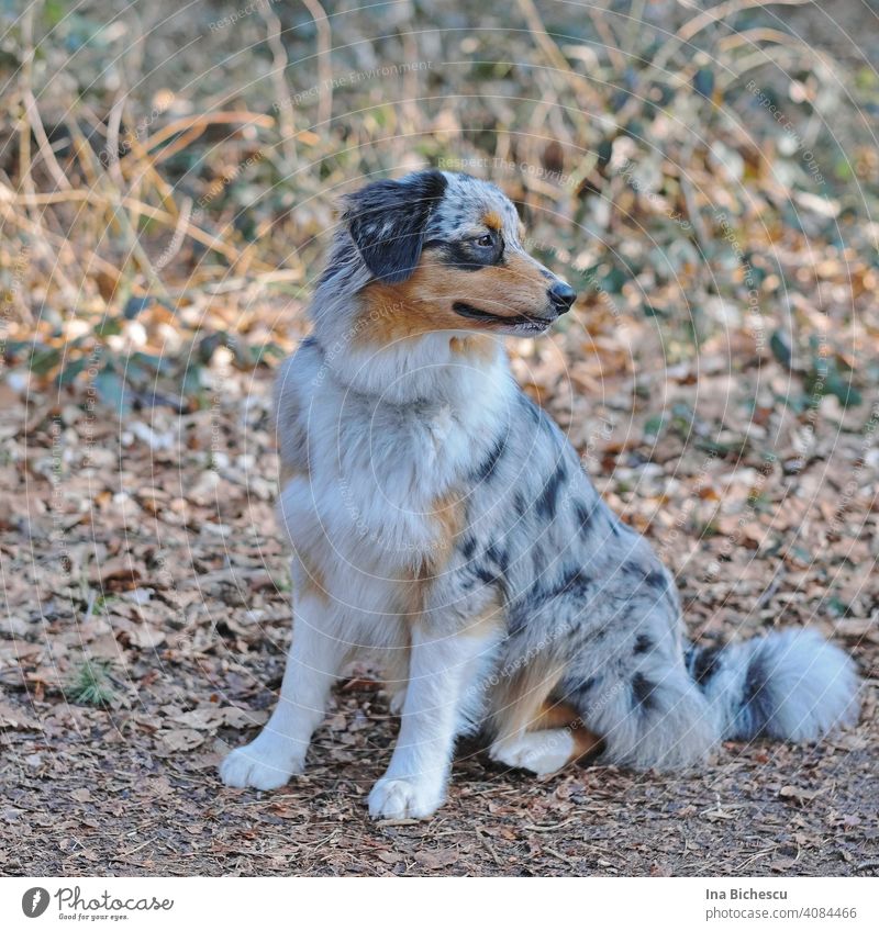 A gray and white young Australian Shepherd dog with black and light brown spots stands on his paws and looks to the right against a blurred background. Dog