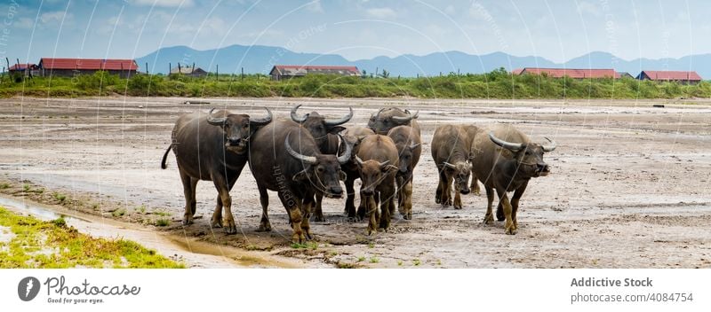 Bulls on remote farm terrain field rural bulls farmland tropical cattle animal nature asia cambodia livestock tourism pasture mammal valley meadow countryside