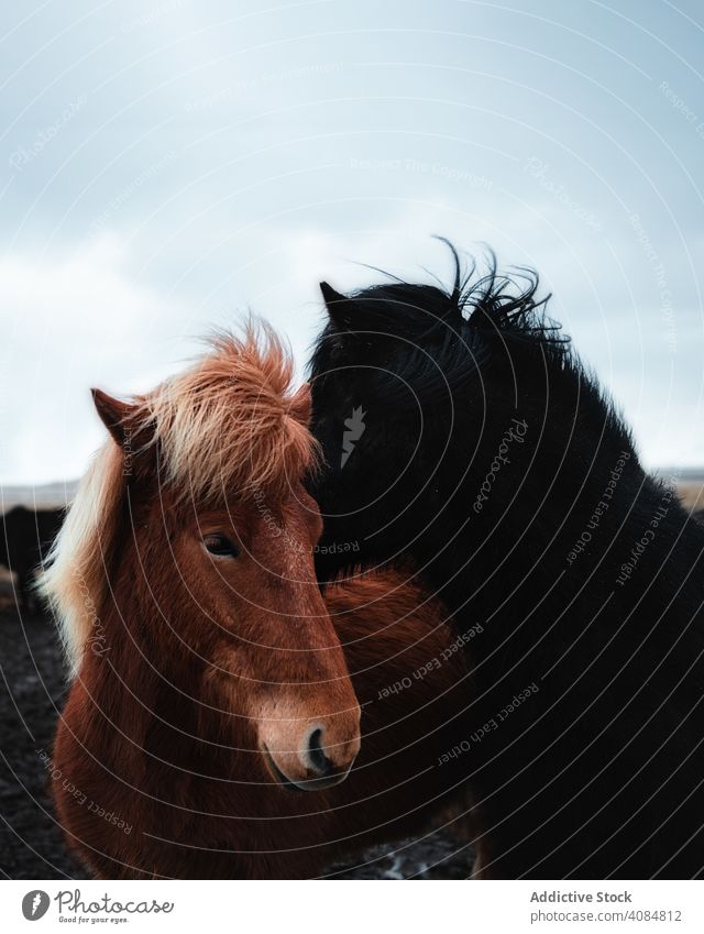 Horses in the mountains in Iceland icelandic horse horses beautiful animal wildlife nature travel outdoor portrait mane winter brown beauty landscape field farm