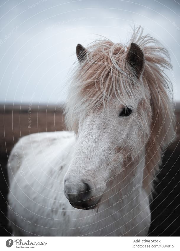 Horses in the mountains in Iceland icelandic horse horses beautiful animal wildlife nature travel outdoor portrait mane winter brown beauty landscape field farm