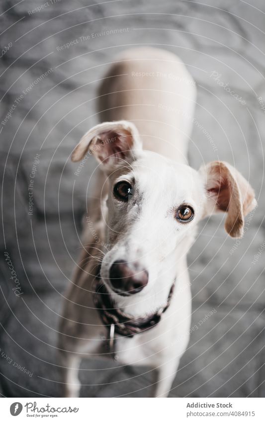 Funny dog on street pavement funny building shabby spanish greyhound purebred animal pet canine weathered galgo exterior sidewalk obedient loyal pedigree