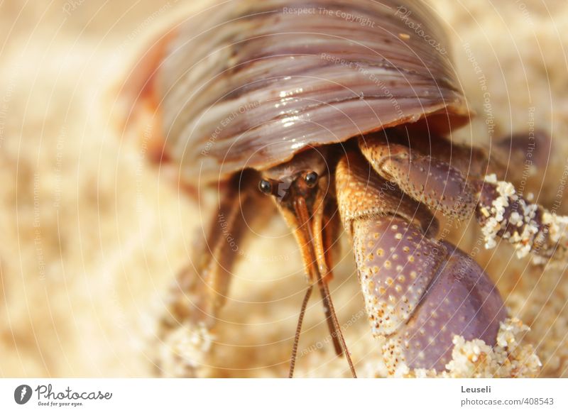 Shy Hermit Wild animal Snail 1 Animal Crawl Swimming & Bathing Vacation & Travel Multicoloured Worm's-eye view Animal portrait