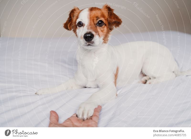 woman hand holding dog paw lying on bed owner love together togetherness paws cute jack russell resting small lovely adorable relax fall white cover under pet