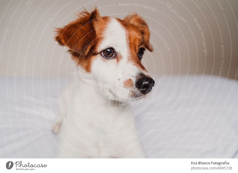 portrait of cute jack russell dog lying on bed resting small lovely adorable relax fall white cover pet wake up autumn animal inside comfort morning dream