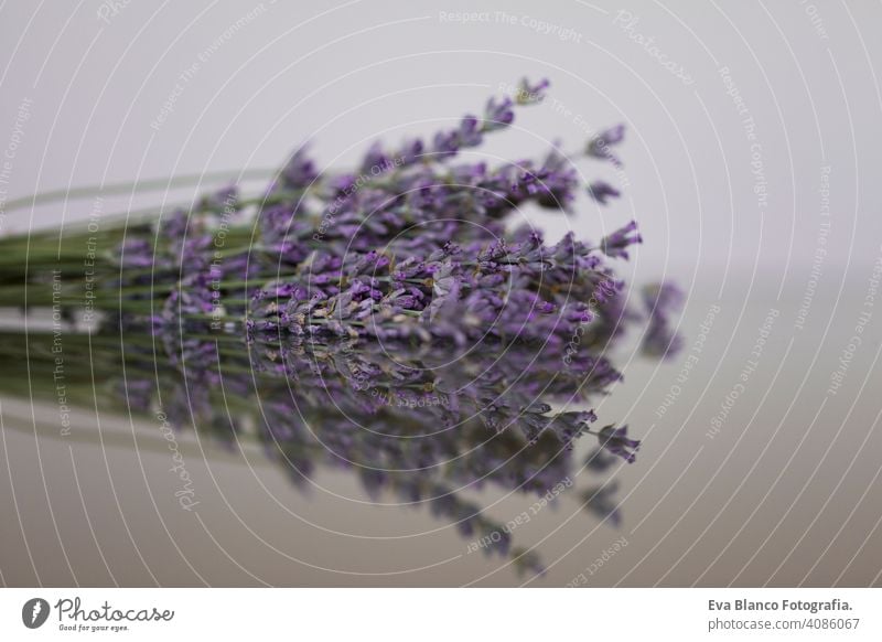 close up view of a lavender bouquet with reflection on glass. Flowers, plants and nature concept fragrant beautiful health colorful summer outdoors travel sun