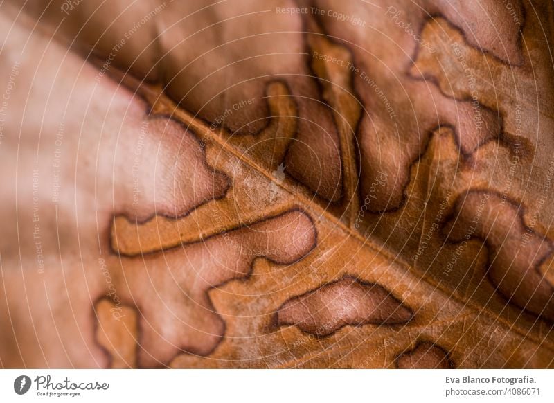 Abstract leaf veins. Brown autumn leave close up. texture old leaf. Beautiful bright colorful autumn leaf . Macro photography nature beautiful environment flora