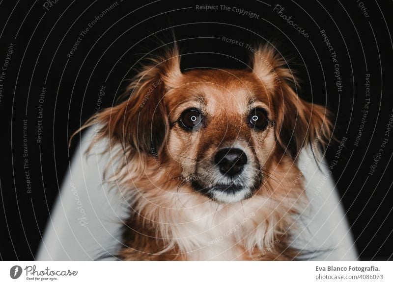 close up portrait of a cute dog sitting on a chair over black back background. led ring reflection in the eyes. black background alert mammal adorable terrier