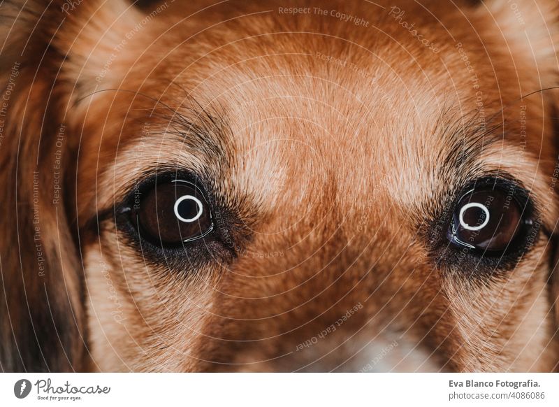 close up portrait a dog eyes with led ring reflection. macro shot white attractive muzzle nose animal mammal happy young pure fur breed purebred companion adult