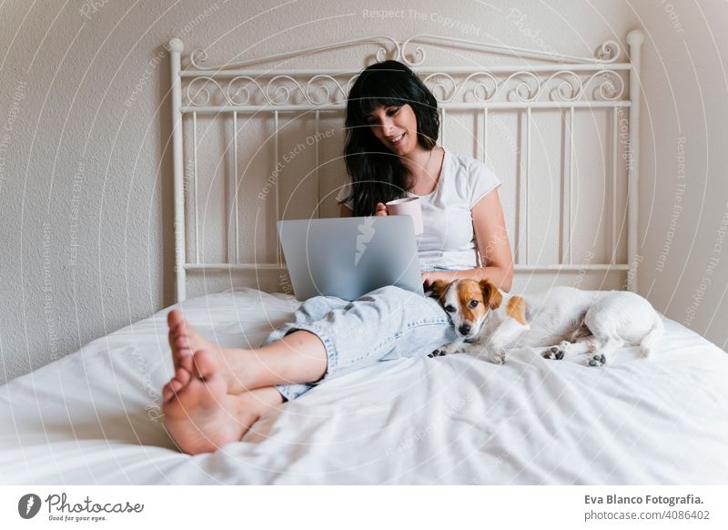 young caucasian woman on bed working on laptop. Cute small dog lying besides. Love for animals and technology concept. Lifestyle indoors jack russell home