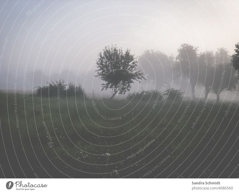 Tree in the fog trees Fog Meadow Field Winter Autumn Morning Evening wafts of mist Shroud of fog Misty atmosphere Dark somber sad Dreary blurred